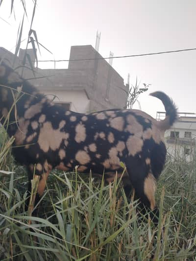 BakrA for sell  Eid UL  Azha  2 dant  maximum 55wait