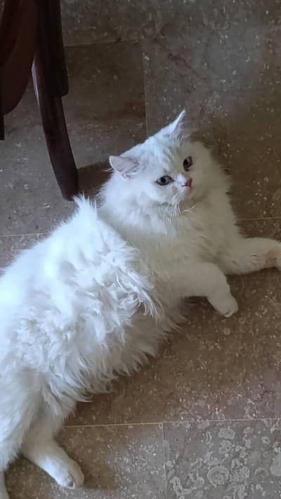 Persian Cat for Sale