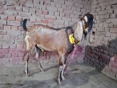 Bakra