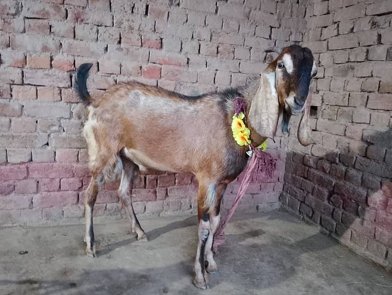 Bakra 0