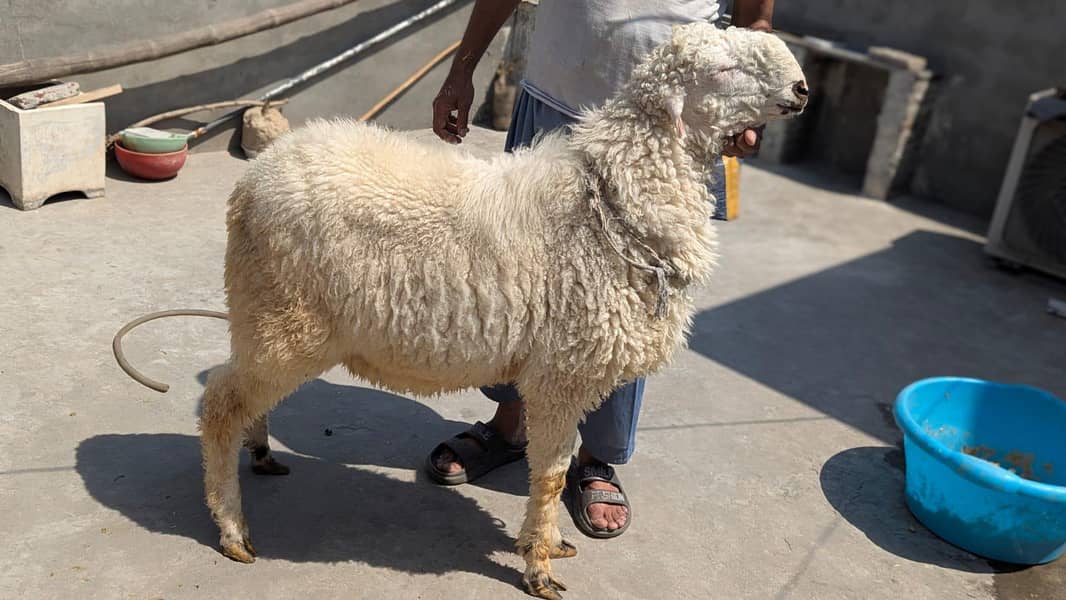 bakra 2
