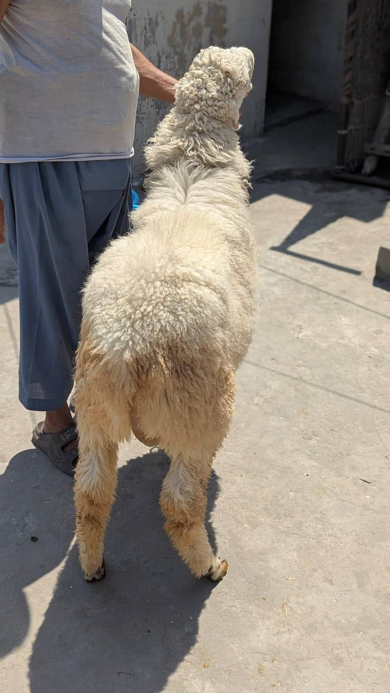 bakra 3