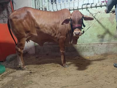 Brown Nukhri For Sale Qurbani  2026 or 2027 Fresh 2 Teeth