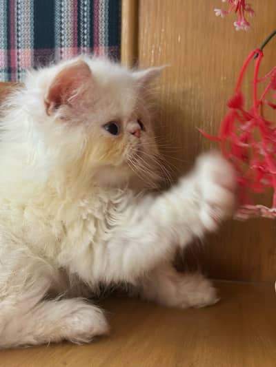 Persian Flame Point Kitten- Peki