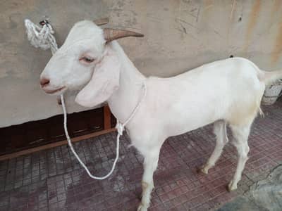 Qurbani ka Bakra for sale ( Donda or Khassi Bakra )