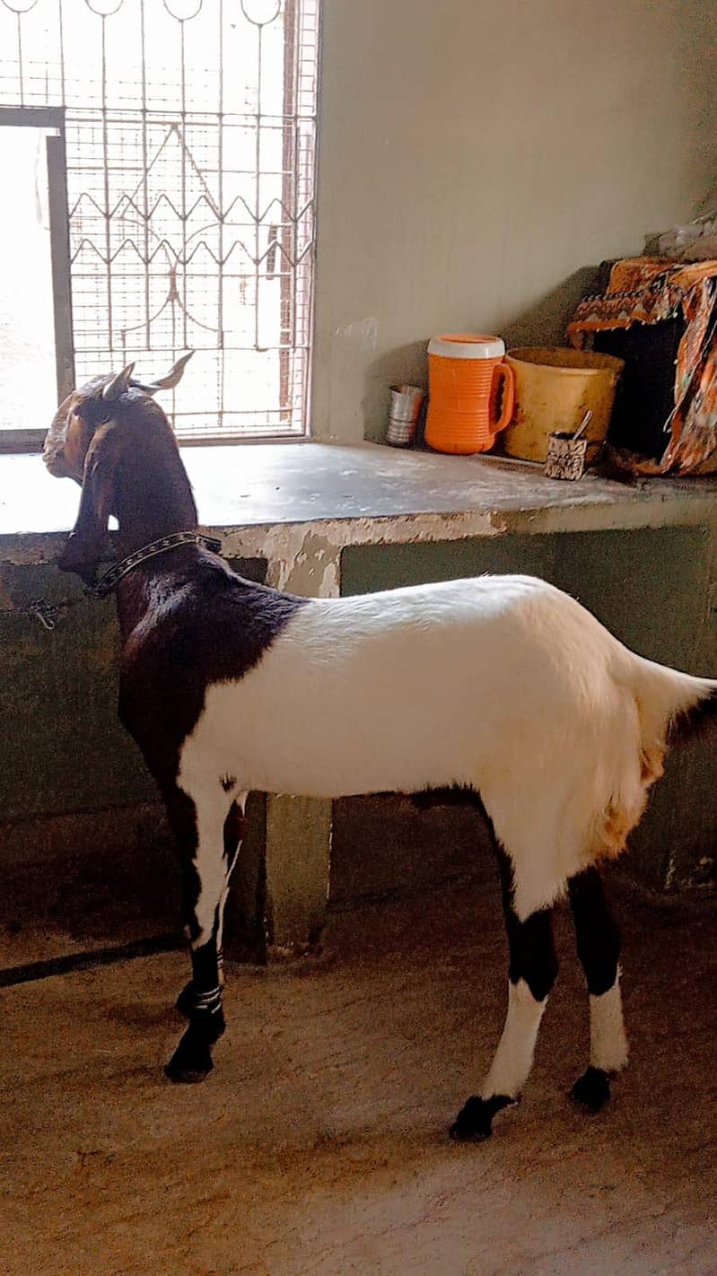 Bakra 1