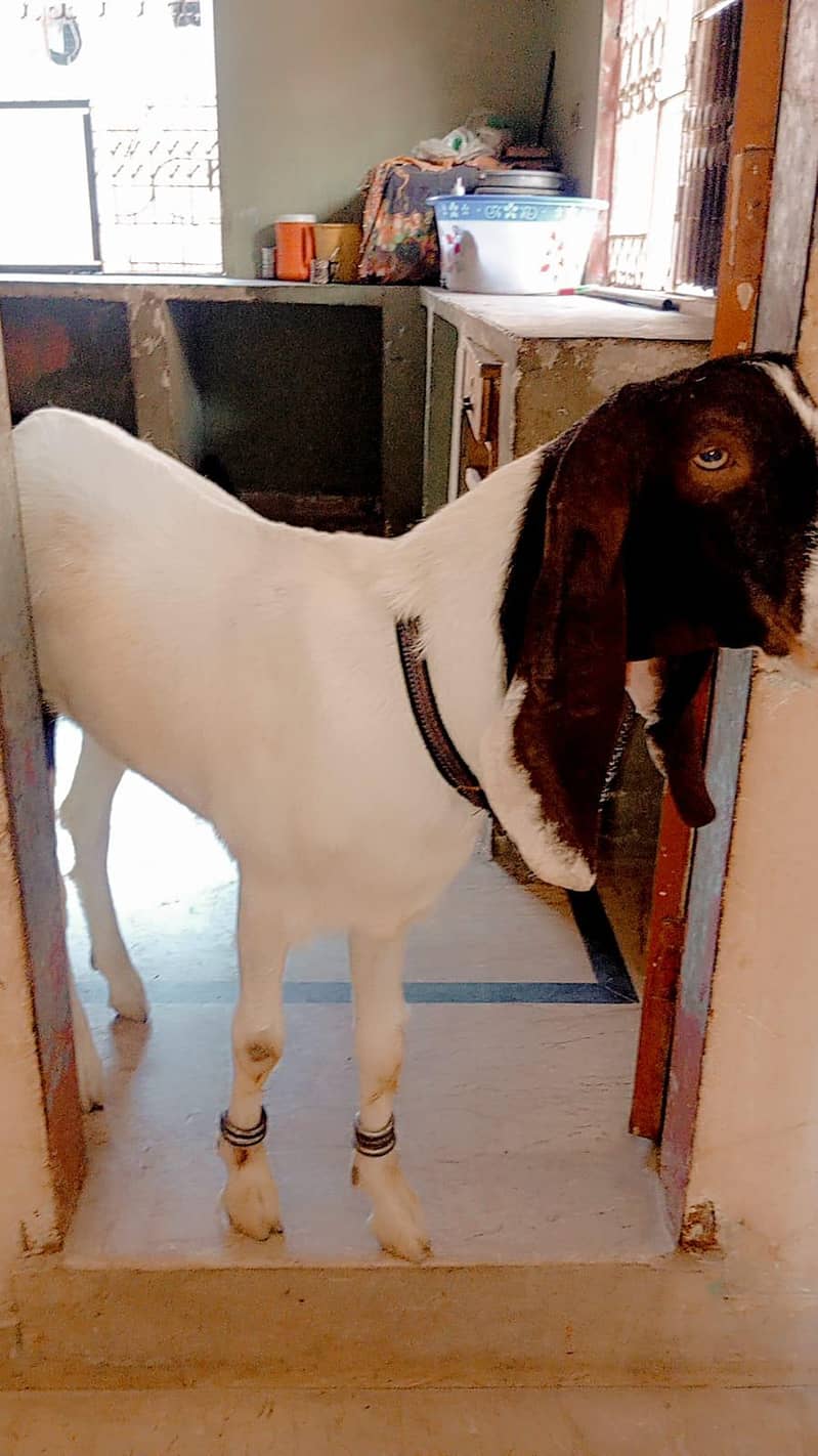 Bakra 3