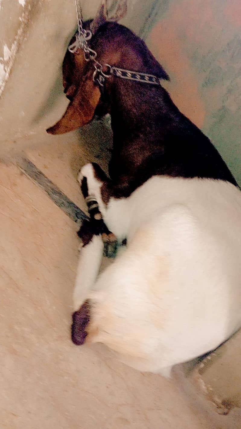 Bakra 5