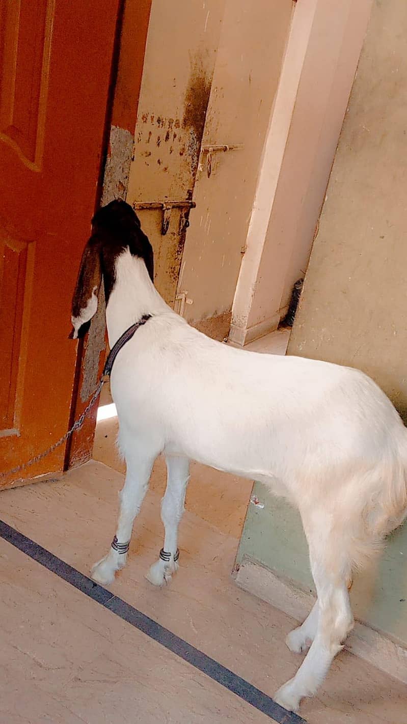 Bakra 6