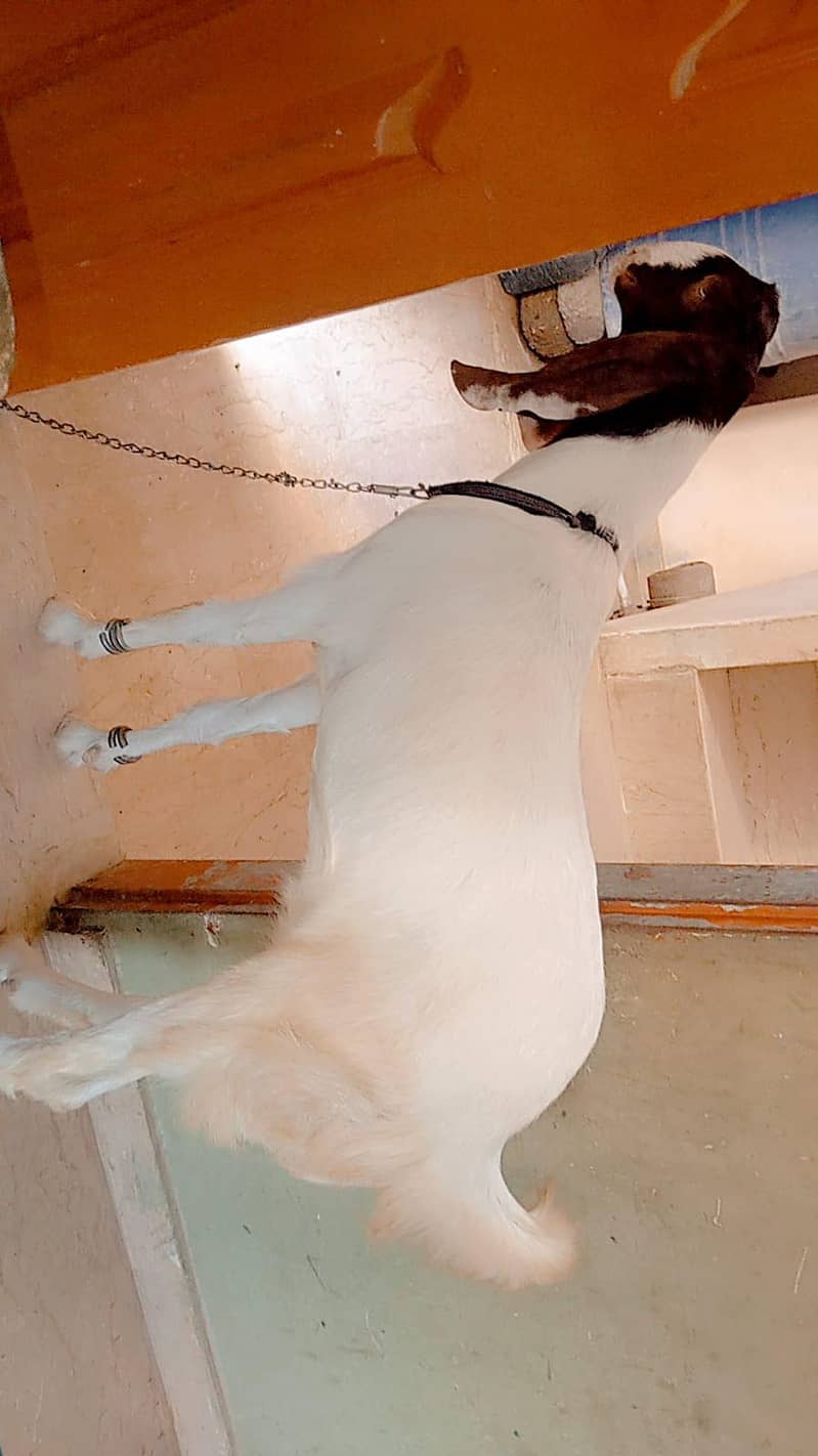 Bakra 9