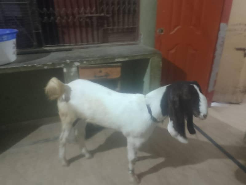 Bakra 10