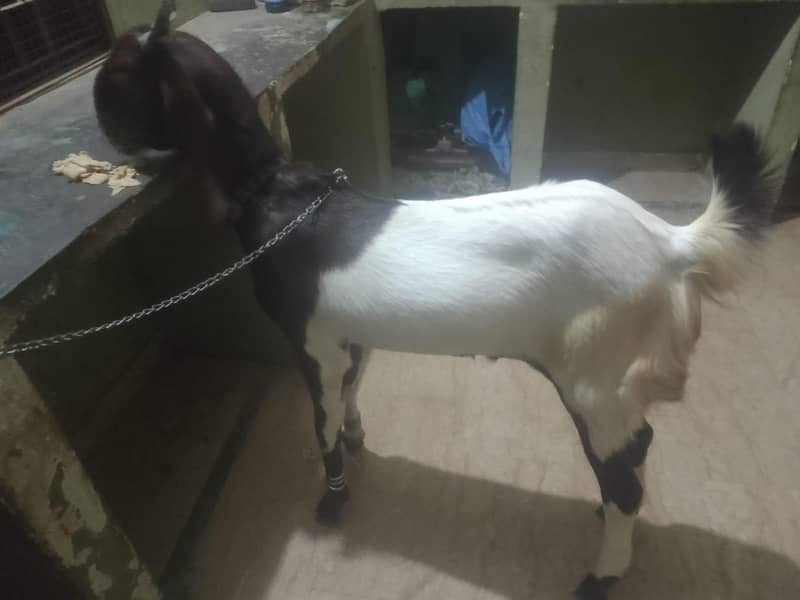 Bakra 11