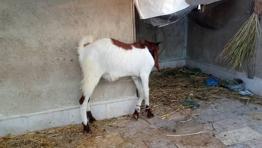 Dumbi & goat for sale