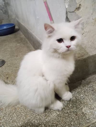 Male cat for sale