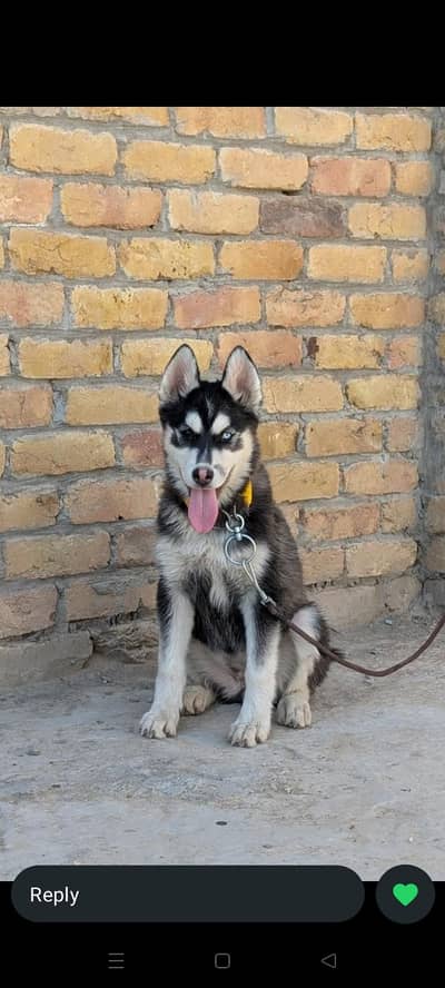 Serbian husky for sell active dog ha double coated ha
