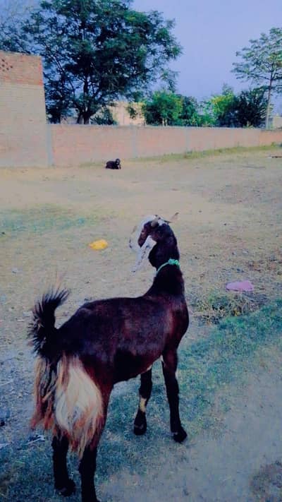 0³225239355 goats بکرا  bakra