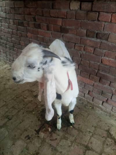 Beautiful Pair of Young Goats (14 Months) - For Sale