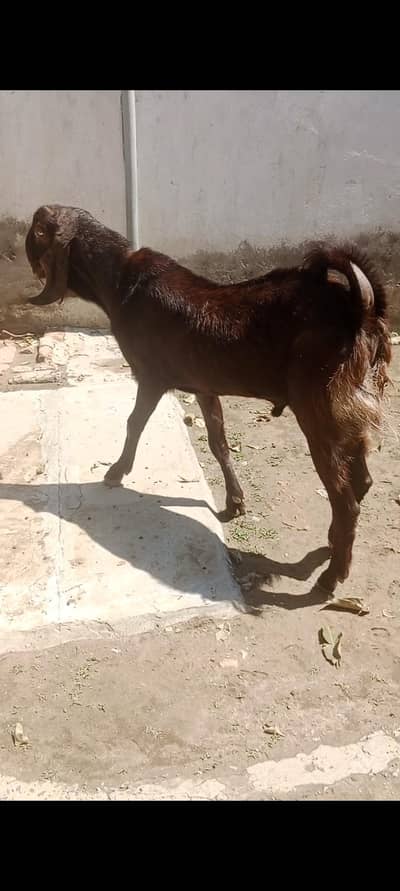 donda Bakra qurbani k leya