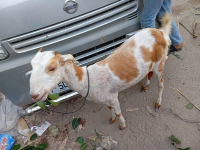 doodh wali ablak bakri for sale