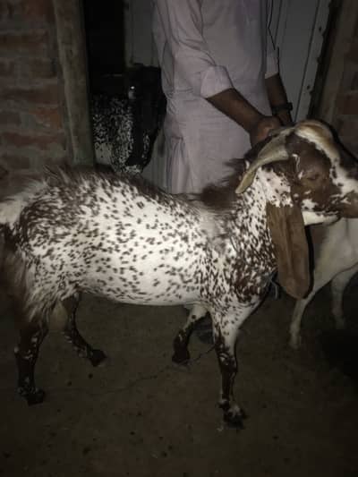 Qurbani 2026||Bakra for qurbani || makhichina||2dant||desi bakra||