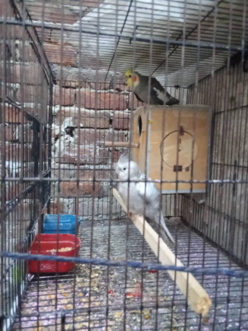 full active pair 1