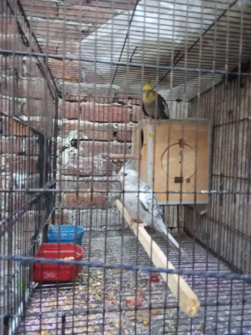 full active pair 2