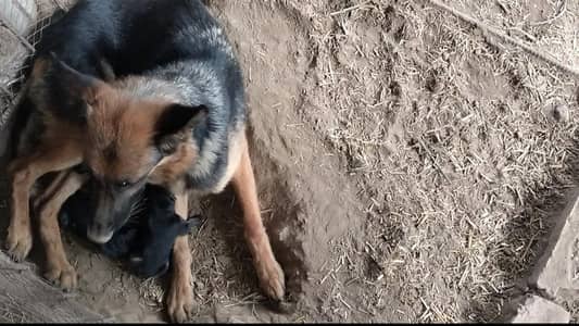 German shepherd Female For Sale