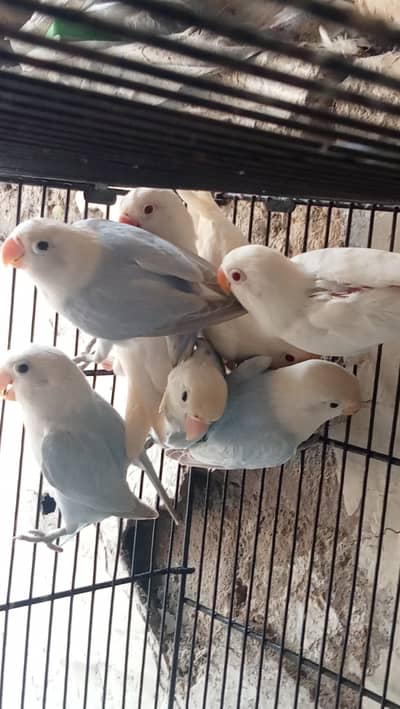 Lovebirds, Love Birds