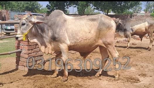 Bull / Bachra / Wacha / sahiwal bull/ Qurbani ka janwar / Qurbani 2026