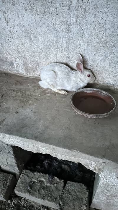 Breeder male and female rabbits for sale