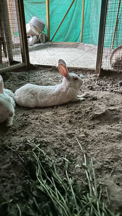 Breeder white  female rabbits for sale