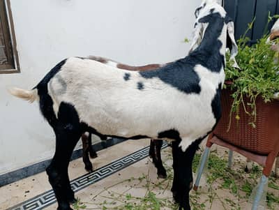 Bakra for qurbani