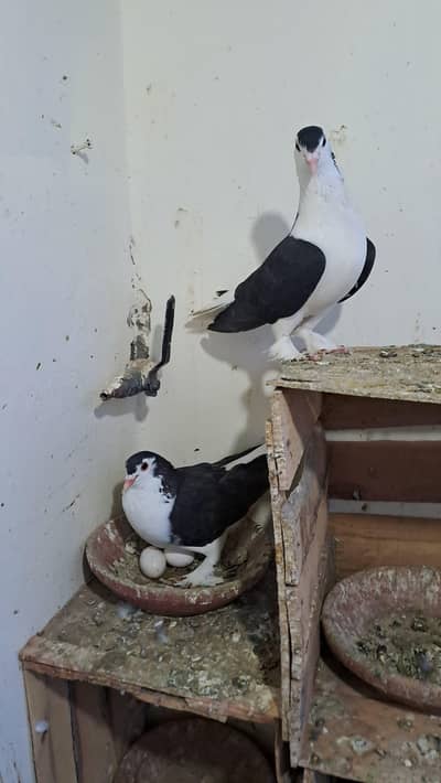 Fancy Pigeons