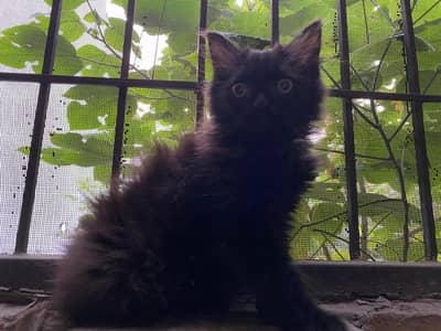Black Persian Kitten