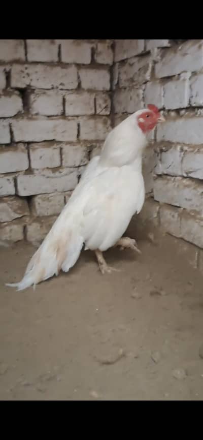 Very high quality, heera aseel ,original old mianwali bloodline.