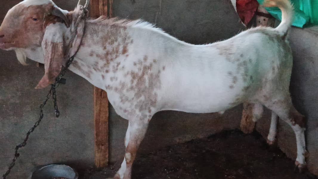 bakra 0