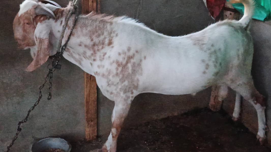 bakra 1