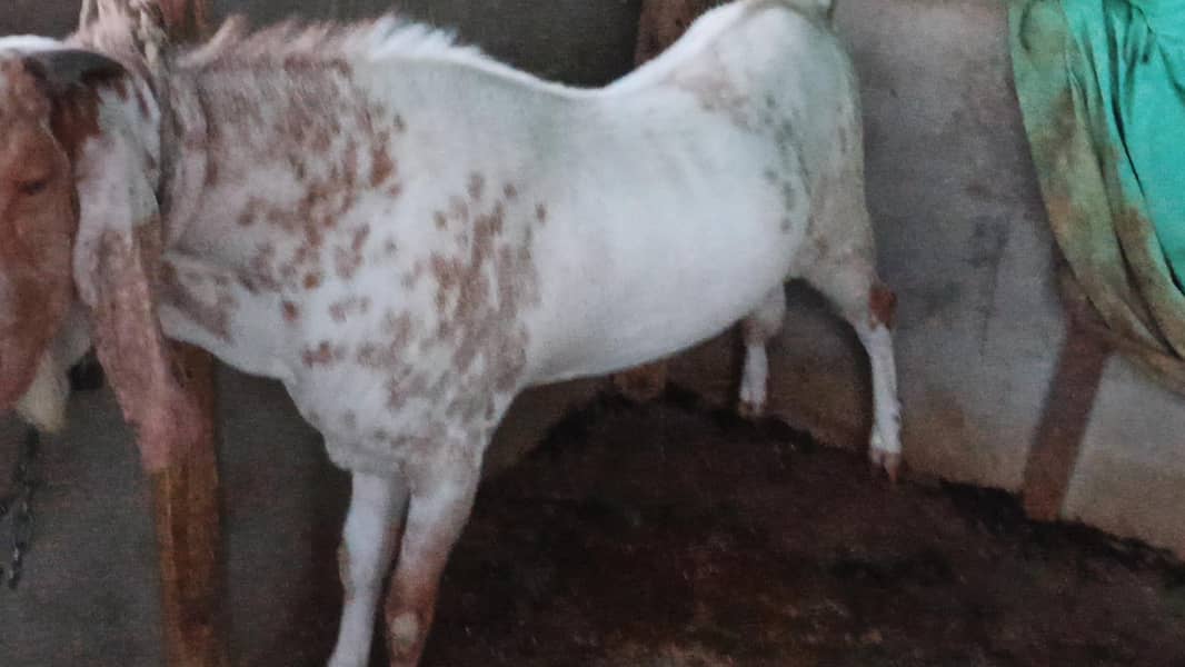 bakra 2