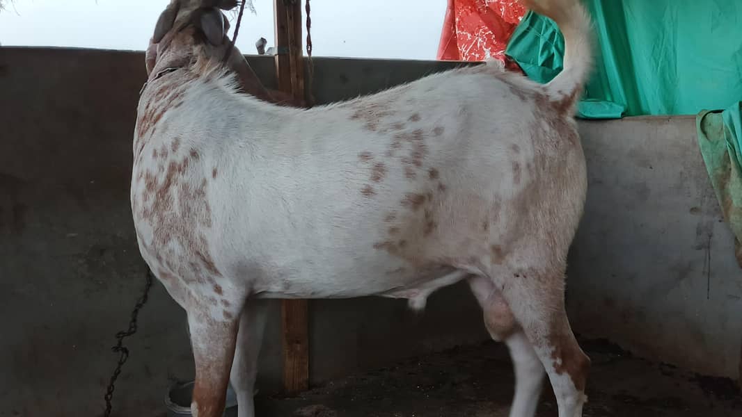 bakra 3