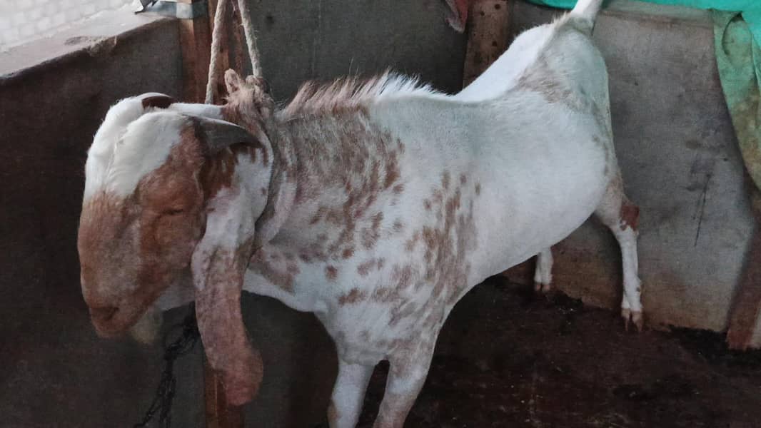 bakra 4
