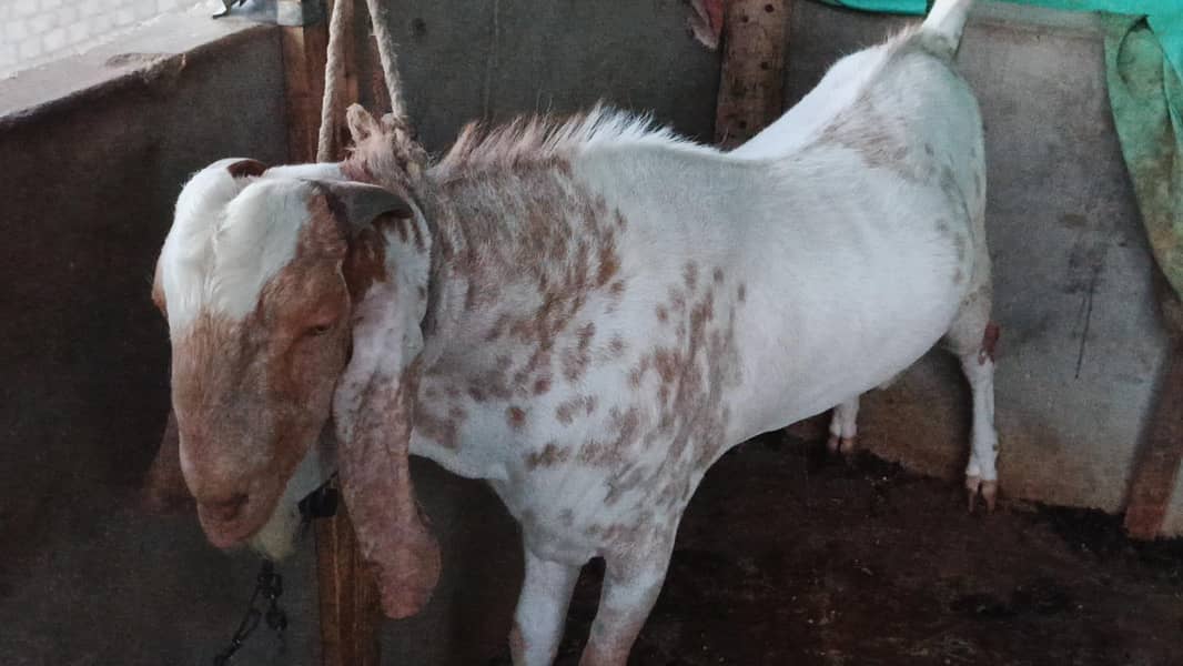 bakra 5