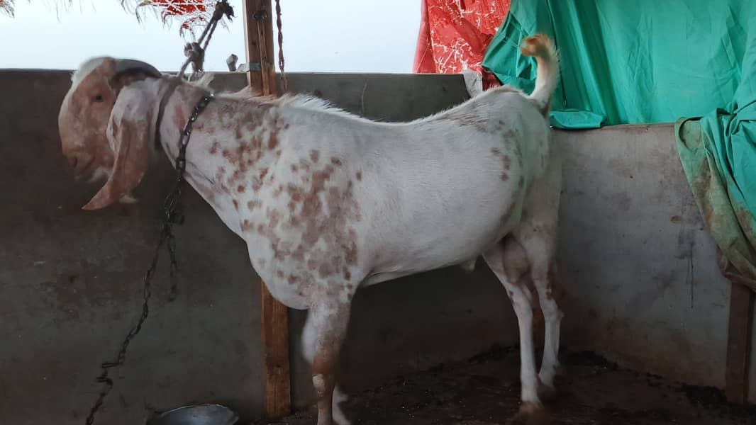 bakra 6