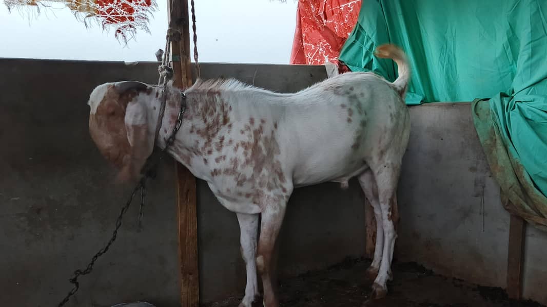 bakra 7