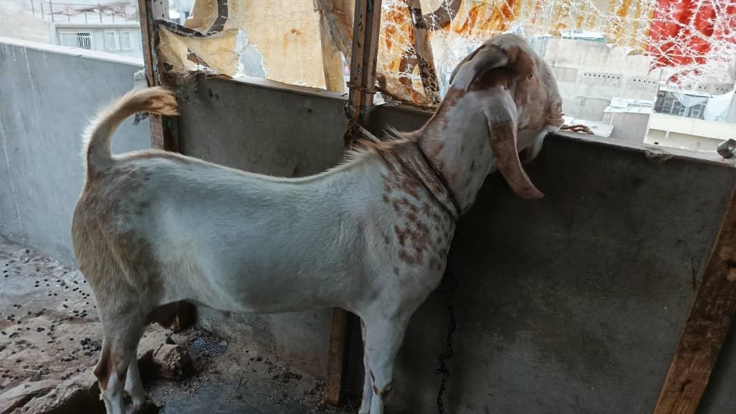 bakra 8