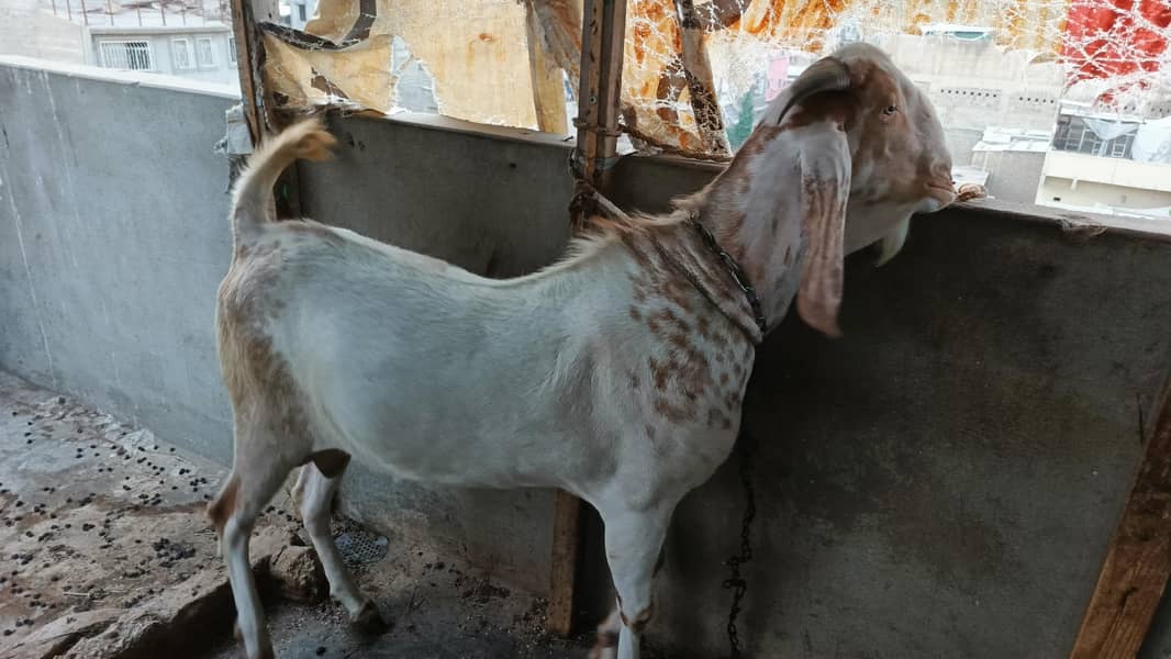bakra 9