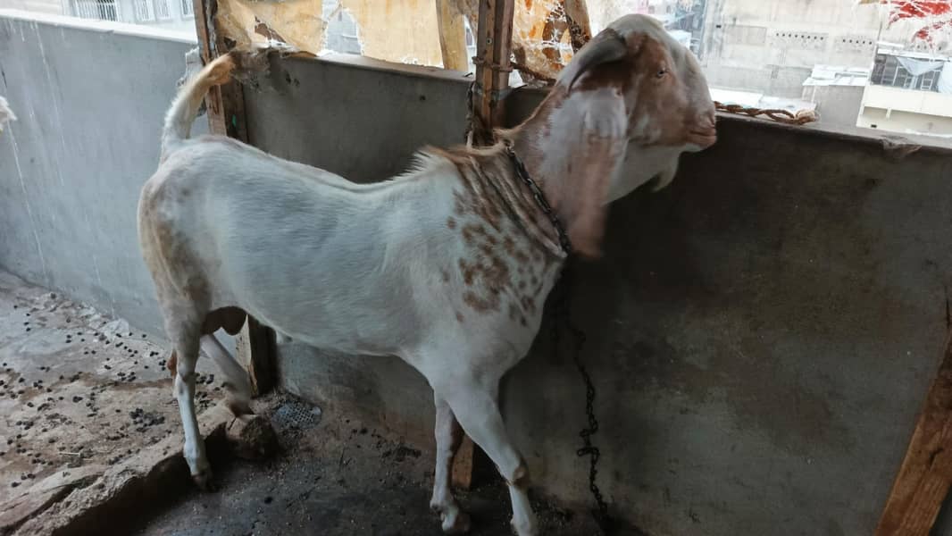 bakra 10