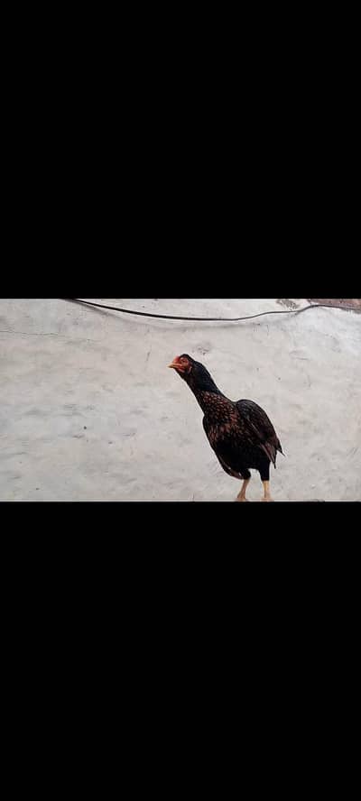 aseel hen