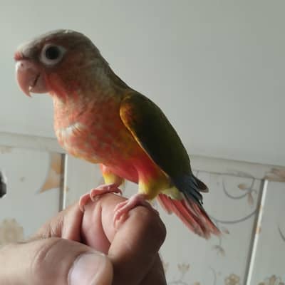 pineapple conure double red factor chick  hand tame  fly tame