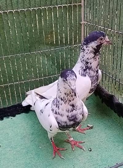 sialkoti breedr kabuter