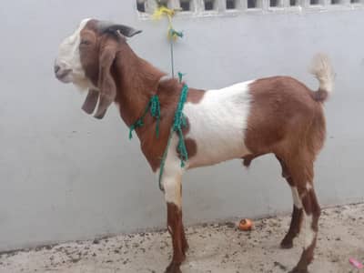bakra